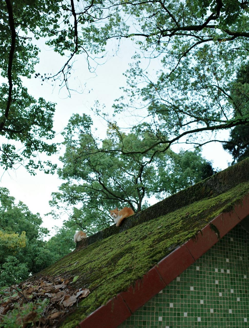 Green roof implementation